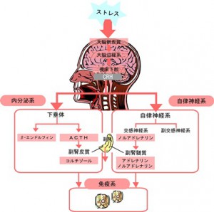 解剖